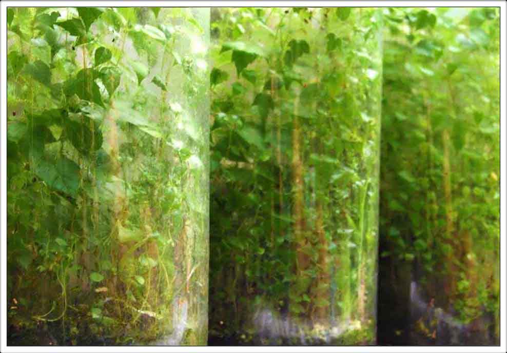 Austin Texas Exhibitions